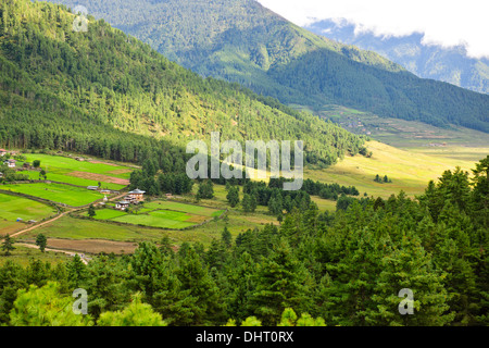 Gangte Tal, Krane Überwinterung in das Urstromtal Black Mountains Range, Jigme Singye Wangchuck Nationalpark an der Grenze Stockfoto