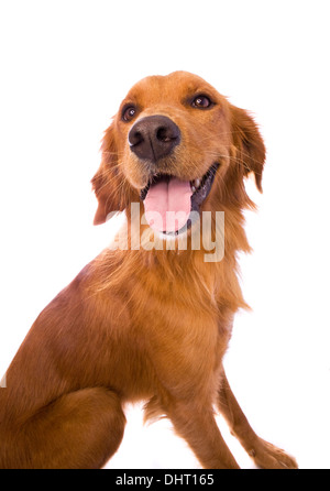 Wunderschöne Golden Retriever Hund sitzen isoliert auf weißem Hintergrund Stockfoto