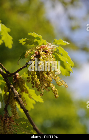 Flaum-Eiche Stockfoto