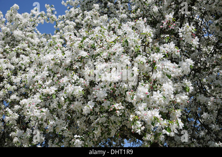 Crab apple Stockfoto