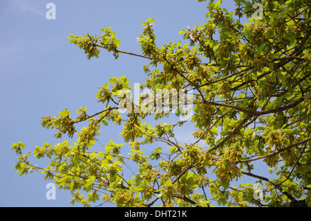 Flaum-Eiche Stockfoto