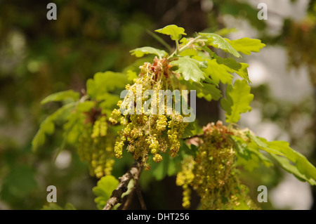 Flaum-Eiche Stockfoto