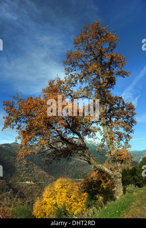 Ein Baum mit Winterfarben in der Nähe von Dimitsana in Arcadia, Peloponnes, Griechenland. Stockfoto