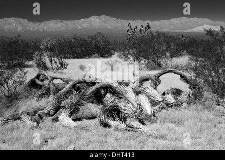 Gefallenen Joshua Tree (Yucca Brevifolia) in schwarz / weiß Stockfoto