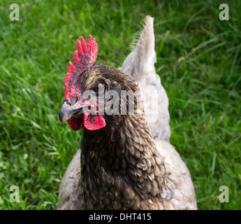 Bluebell Huhn. Stockfoto