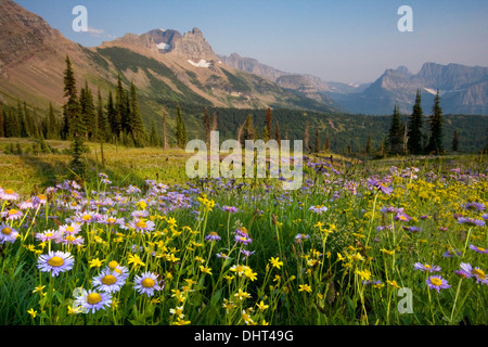 Blumenwiesen im Granite Park unter The Garden Wall im Glacier National Park, Montana. Stockfoto