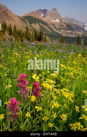 Blumenwiesen im Granite Park unter The Garden Wall im Glacier National Park, Montana. Stockfoto