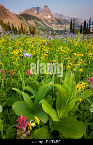 Blumenwiesen im Granite Park unter The Garden Wall im Glacier National Park, Montana. Stockfoto