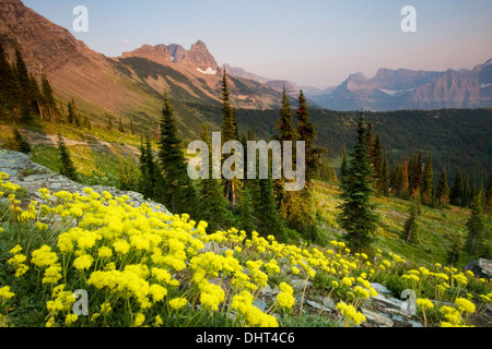 Blumenwiesen im Granite Park unter The Garden Wall im Glacier National Park, Montana. Stockfoto