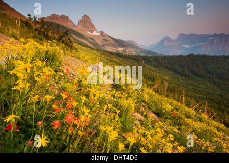 Blumenwiesen im Granite Park unter The Garden Wall im Glacier National Park, Montana. Stockfoto