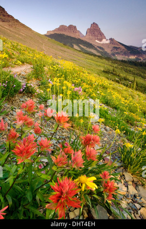 Blumenwiesen im Granite Park unter The Garden Wall im Glacier National Park, Montana. Stockfoto