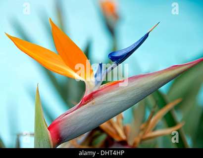 Nahaufnahme einer Paradiesvogel Blume auf blauem Hintergrund isoliert Stockfoto