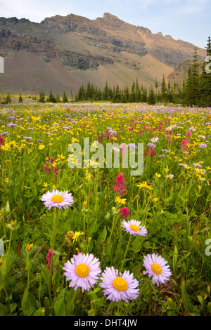 Blumenwiesen unter Mt. Kipp entlang der Highline-Trail in der Nähe von fünfzig Berg, Glacier National Park, Montana. Stockfoto