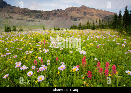 Blumenwiesen auf fünfzig Berg unter Mt. Kipp im Glacier National Park, Montana. Stockfoto