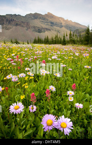 Blumenwiesen auf fünfzig Berg unter Mt. Kipp im Glacier National Park, Montana. Stockfoto