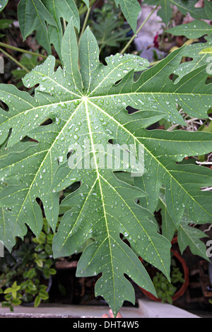 Wassertropfen auf den Blättern der Papaya im Obstgarten. Stockfoto