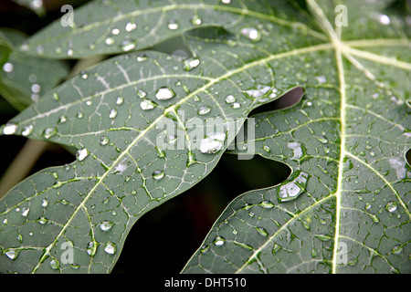 Wassertropfen auf den Blättern der Papaya im Obstgarten. Stockfoto