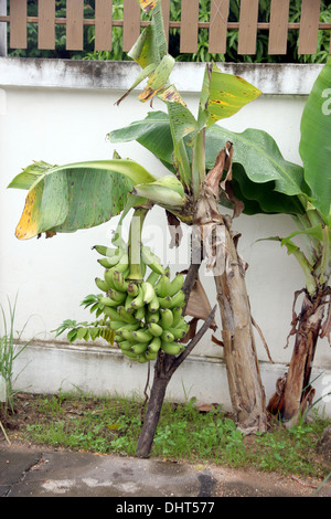 Bild Fokus Bananenanbaus auf der Seite des Zauns. Stockfoto