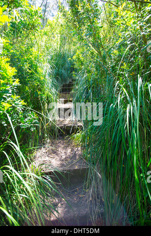 Mediterranen Waldlandschaft auf Menorca in der Nähe von Cala Macarella auf den Balearischen Inseln Stockfoto