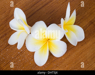 Frangipani Plumeria Spa Blume mit Wasser Tropfen auf der Holzoberfläche Stockfoto