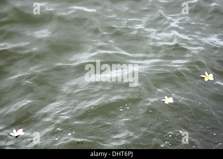 Bild Fokus Frangipani Blüten im oberen Wasser. Stockfoto