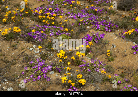 Frühlingsblumen in Namaqualand, Südafrika Stockfoto