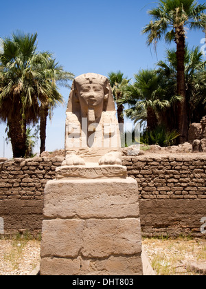 Eine Reihe von Sphinx säumen die Route von der Allee der Sphinx zwischen Karnak und Luxor-Tempel in Luxor, Ägypten Stockfoto