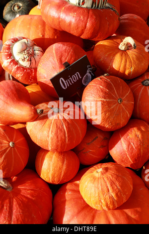 Kürbisse "Zwiebel", Cucurbita Pepo, Cucurbitaceae. Aka Kürbis, Kürbis, Kürbis. Stockfoto