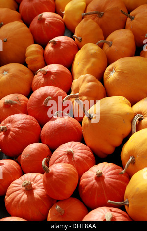 Jakobsmuschel, Kürbisse, Cucurbita Pepo var. Clypeata, Acorn Squash, Cucurbita Pepo var. Turbinata und Munchkin Squash, Cucurbita Pepo Stockfoto