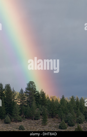 Leuchtenden Regenbogen in Nord-Kalifornien in der Nähe von Yosemite. Stockfoto