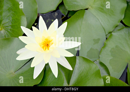 Gelblich weißen Lotus im Pool und und grünen Blättern umgeben. Stockfoto