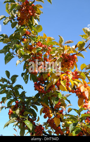 Holzapfel Stockfoto