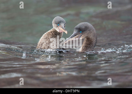 Flugunfähige Kormorane (Phalacrocorax Harrisi) in ihre Balz schwimmen - Isabela Island, Galapagos-Inseln Stockfoto