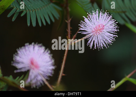 Röhricht-Blume Stockfoto