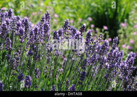 Lavendel Stockfoto
