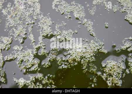 Abwasser begann in die Abwasser-Behandlung-Teich zu stinken. Stockfoto