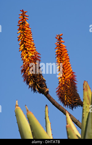 Kap-Aloe, Südafrika Stockfoto