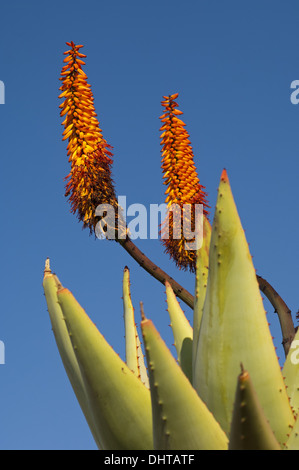Kap-Aloe, Südafrika Stockfoto