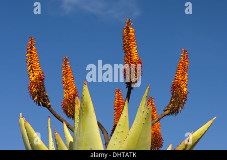 Kap-Aloe, Südafrika Stockfoto