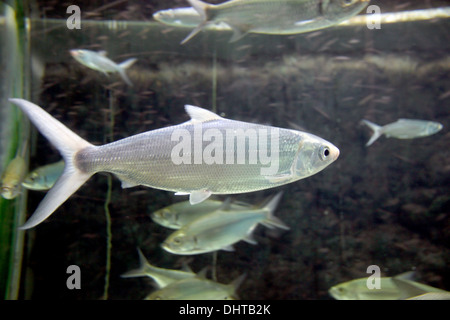 Die Bild Fokus atlantischen Tarpon in Fische im Aquarium. Stockfoto