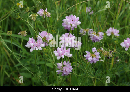 Lila crownvetch Stockfoto