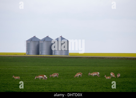 Pronghorn Antilope in Prärie Saskatchewan Kanada Feld Stockfoto