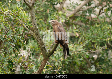 Ein Schwarzmilan hocken auf einem Baum Stockfoto