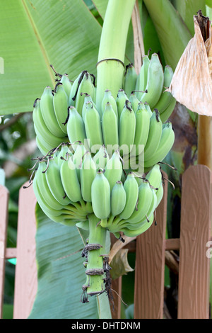 Noch nicht reif Banane auf der Seite Zaun nach Hause. Stockfoto