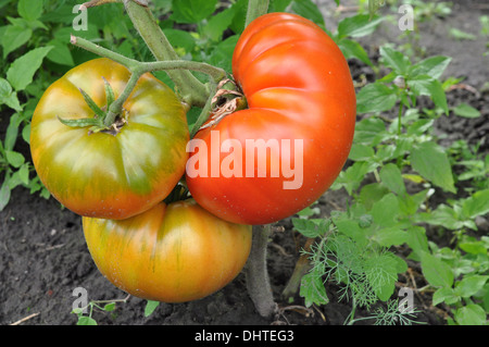 Drei große Tomaten wachsen auf einem Ast Stockfoto