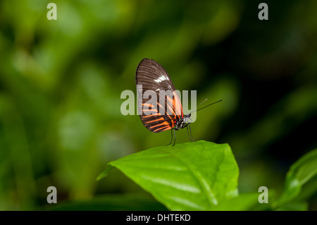 Eine schöne Postbote Schmetterling hocken auf einem Grashalm Blatt Stockfoto