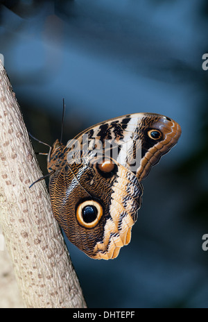 Ein Beautirful Eule Schmetterling hocken auf den Baumstamm Stockfoto