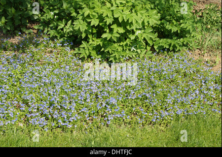 Gamander-Ehrenpreis Stockfoto