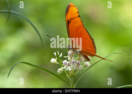 Tropischer Schmetterling Julia Heliconian Stockfoto