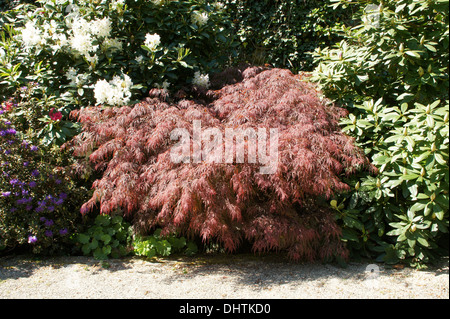 Japanischer Ahorn Stockfoto